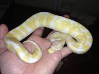 albino1.jpg