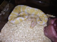 albino2.jpg