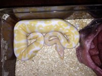 albino3.jpg