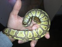 carmel albino.jpg