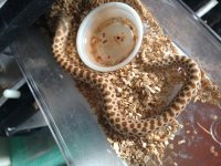 Female Double Het Snow..jpg