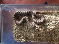 Male Double Het. Snow.jpg