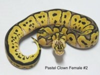 Pastel Clown Female #2.JPG