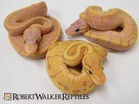 Robert Walker Reptiles.jpg