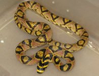 male mandarin 40g.jpg