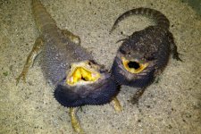 barbata pair.jpg