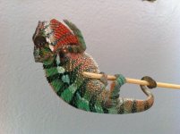 image.jpg