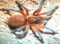 H.pulchripes.jpg.jpg