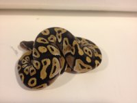 mojave3.jpg