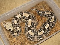 snakes 004.jpg