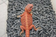 dragon1_1.jpg