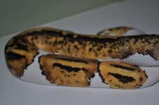 IMG_0219.JPG