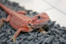 dragon1_3.jpg
