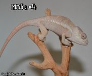 BamBam Male#4.JPG