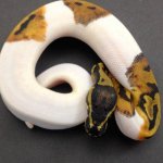 Pied Male.jpg
