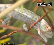 BamBam Male#6.JPG