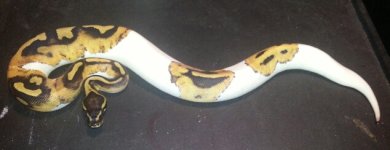 piedfemale0012.jpg