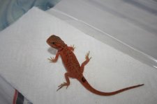 dragon6_1.jpg