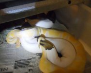 Calico Lavender Albino Lock.jpg