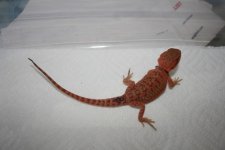 dragon8_1.jpg