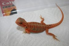 dragon1_1.jpg