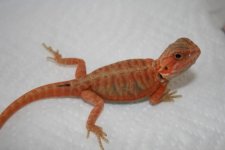 dragon1_2.jpg