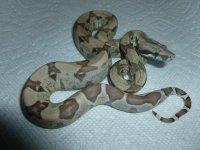 Female Ghost pos het Albino today 002.jpg