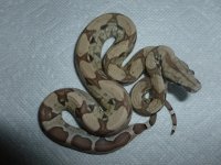 Female Ghost pos het Albino today 003.jpg