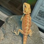Female Dragon.jpg