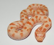 2014 hatchlings -4.jpg