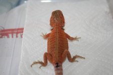 dragon2_1.jpg