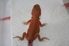 dragon2_2.jpg