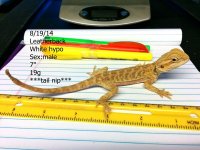 white hypo leather.jpg