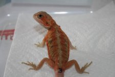 dragon3_1.jpg
