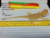white hypo normal.jpg