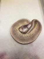 sliverstreak pin.JPG