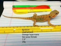 2.tail,orange hypoTrans leather.jpg