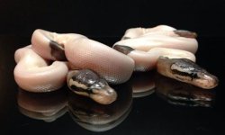 pewter pied 1.jpg