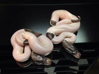 pewter pied.jpg
