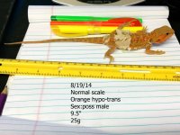 orange hypo trans normal.jpg