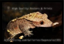 Crested Gekco advertisement.jpg