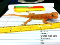 orange hypo-trans silk.jpg