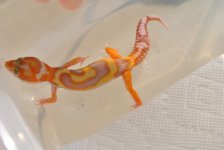 DSC_0086.jpg