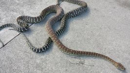 Bredli Contrast.jpg