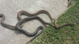 Bredli contrast 2.jpg
