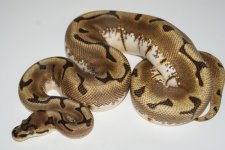 stingerbee f 550g 595.jpg