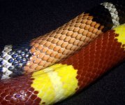 hypoalbinocomparison.jpg