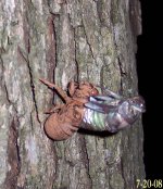 cicada1.jpg