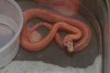 hypolavstripe.jpg