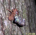cicada2.jpg